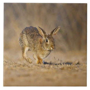 Östliches Baumwollschwanzkaninchen hoppelt Fliese