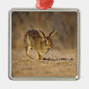 Östliches Baumwollschwanzkaninchen hoppelt Ornament Aus Metall