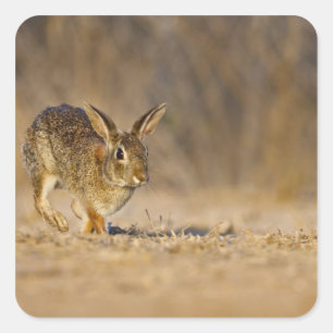 Östliches Baumwollschwanzkaninchen hoppelt Quadratischer Aufkleber
