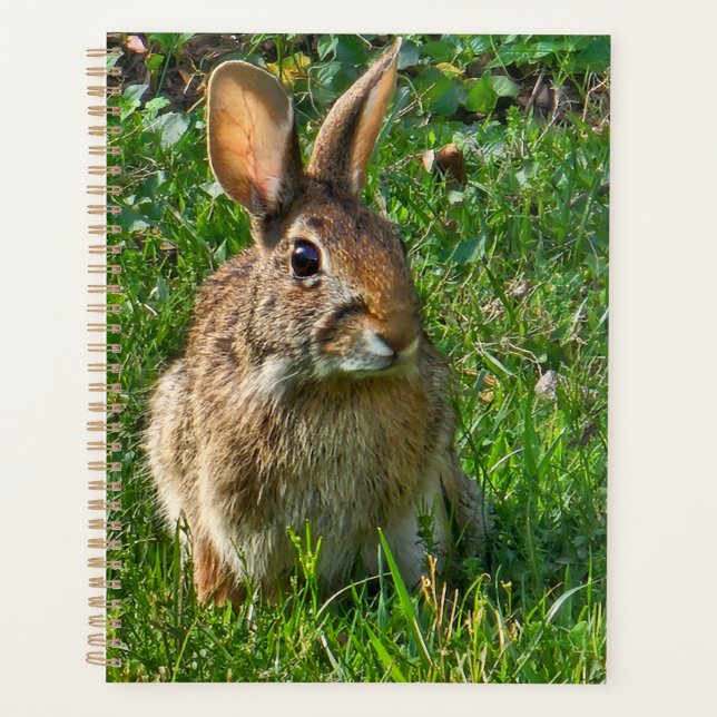 Östliches Baumwollschwanzkaninchen Planer (Vorderseite)