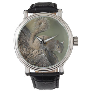 Östliches Grauhörnchen, oder Grauhörnchen Armbanduhr