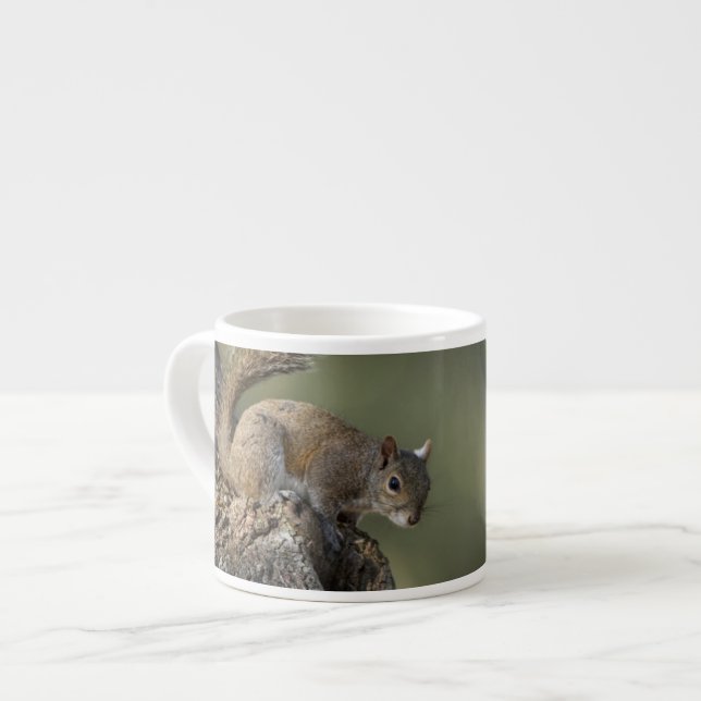Östliches Grauhörnchen, oder Grauhörnchen Espressotasse (Vorderseite Links)