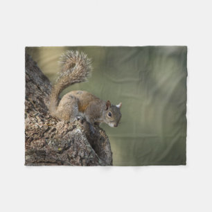 Östliches Grauhörnchen, oder Grauhörnchen Fleecedecke