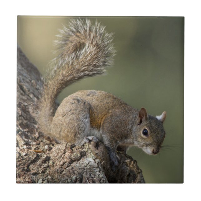 Östliches Grauhörnchen, oder Grauhörnchen Fliese (Vorderseite)