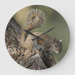 Östliches Grauhörnchen, oder Grauhörnchen Große Wanduhr