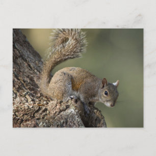 Östliches Grauhörnchen, oder Grauhörnchen Postkarte