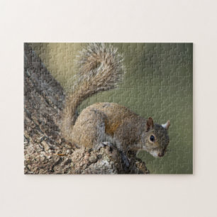 Östliches Grauhörnchen, oder Grauhörnchen Puzzle