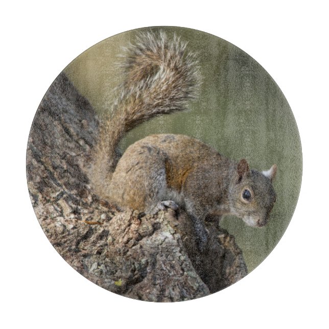 Östliches Grauhörnchen, oder Grauhörnchen Schneidebrett (Vorderseite)