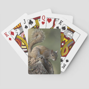 Östliches Grauhörnchen, oder Grauhörnchen Spielkarten