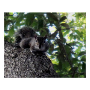 Östliches Grauhörnchen posiert in einer Live-Oak-E Poster