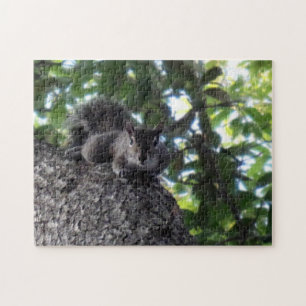 Östliches Grauhörnchen posiert in einer Live-Oak-E Puzzle