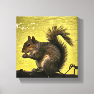 Östliches Grauhörnchen (Sciurus carolinensis) Leinwanddruck