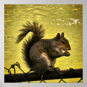 Östliches Grauhörnchen (Sciurus carolinensis) Poster