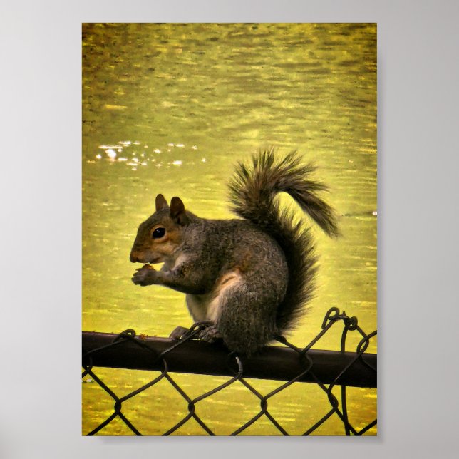 Östliches Grauhörnchen (Sciurus carolinensis)  Poster (Vorne)