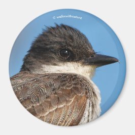 Östliches Kingbird an einer Zweigstelle Magnet
