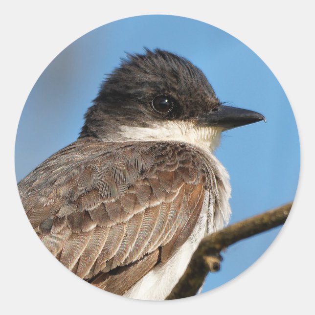 Östliches Kingbird an einer Zweigstelle Runder Aufkleber (Vorderseite)