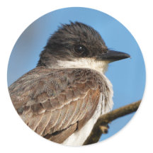 Östliches Kingbird an einer Zweigstelle