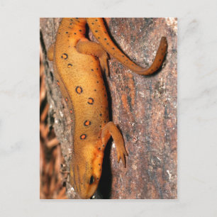 Ostnewt-Eidechse Postkarte