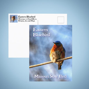 Ostösterblauhäher Missouri Staatsvogel Fotografisc Postkarte