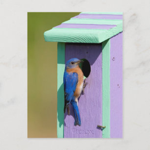 Ostösterblausänger Postkarte