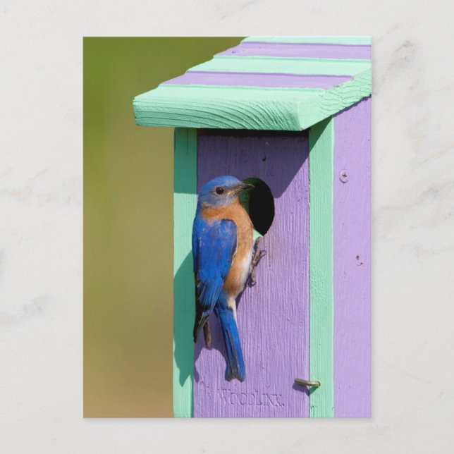 Ostösterblausänger Postkarte (Vorderseite)