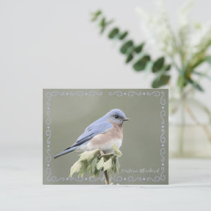 Ostösterliche Blaumeise Entschärfte Postkarte