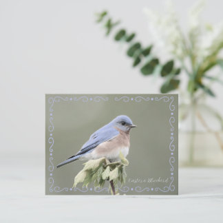 Ostösterliche Blaumeise Entschärfte Postkarte