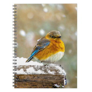 Ostösterliche Blaumeise im Schnee - Originalfotogr Notizblock