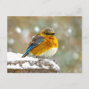 Ostösterliche Blaumeise im Schnee - Originalfotogr Postkarte