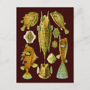 Ostraciontes (Boxfish), Ernst Haeckel Fine Art Postkarte