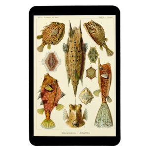 "Ostraciontes" von Ernst Haeckel Magnet