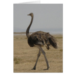 Ostrich