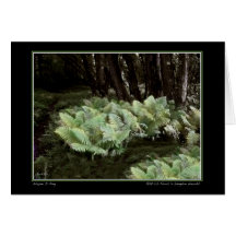 Ostrich Ferns in Langdon Woods