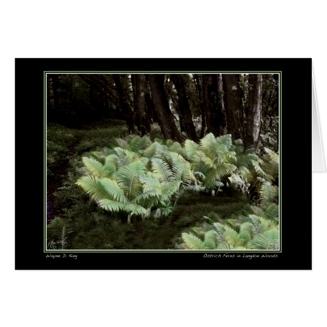 Ostrich Ferns in Langdon Woods (Vorderseite (Horizontal))