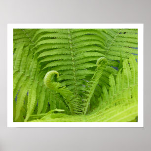 Ostrich Ferns mit Fiddleheads Poster