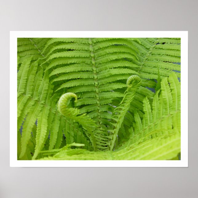 Ostrich Ferns mit Fiddleheads Poster (Vorne)