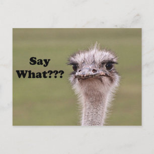 Ostrich Head sagt, was Funny Joke Foto Postkarte
