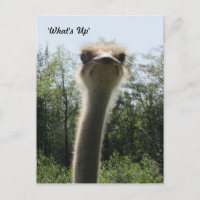 Ostrich Head Shot