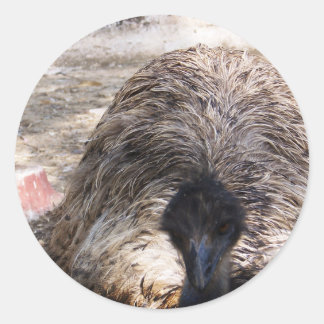 Ostrich.jpg Runder Aufkleber