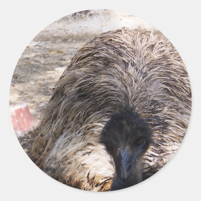 Ostrich.jpg Runder Aufkleber (Vorderseite)