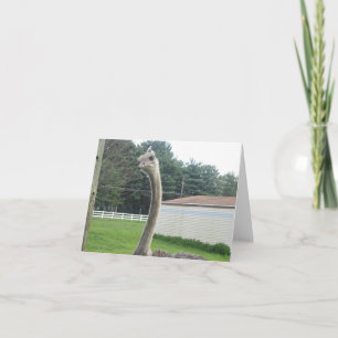 Ostrich Karte