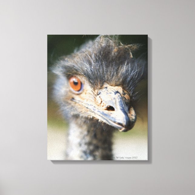 Ostrich Leinwanddruck (Vorderseite)
