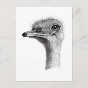 OSTRICH-LEITERIN IN PENCIL: ART: REALISMUS POSTKARTE