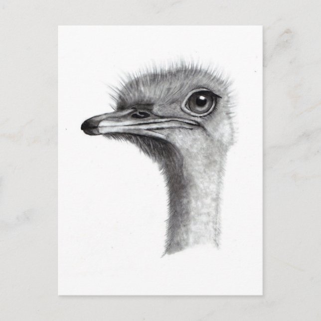 OSTRICH-LEITERIN IN PENCIL: ART: REALISMUS POSTKARTE (Vorderseite)