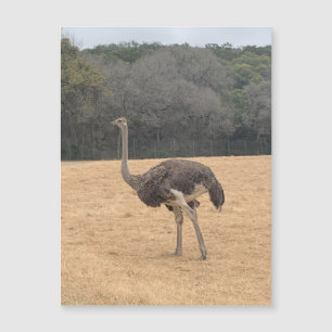 Ostrich Magnet