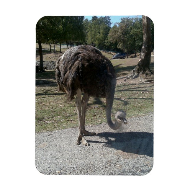 Ostrich Magnet (Vertikal)