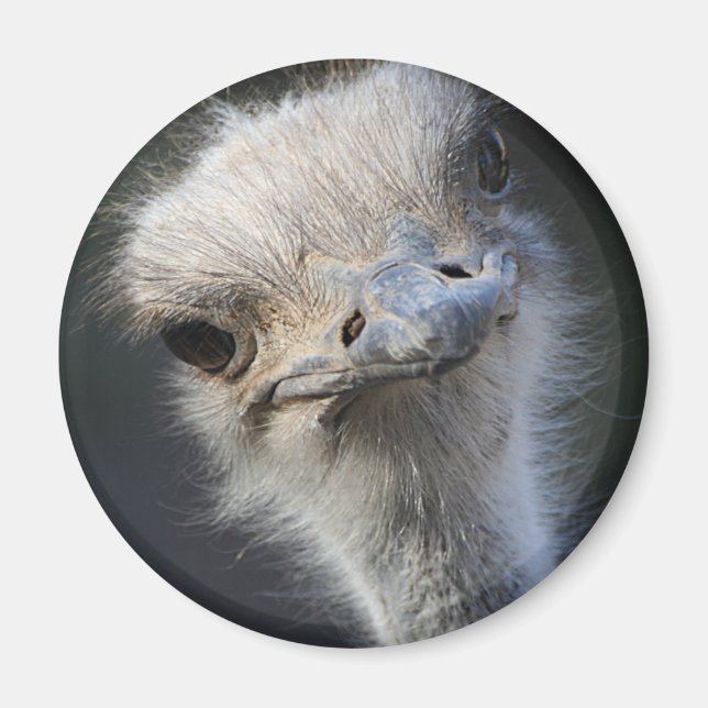 Ostrich Magnet (Vorne)