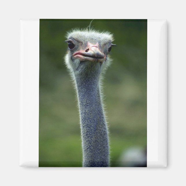 Ostrich Magnet (Vorne)