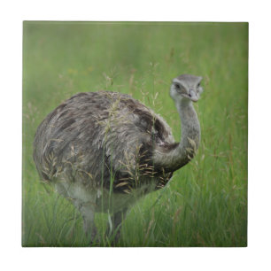 Ostrich Ostries Bird Wild Wildlife Art Fotos  Fliese