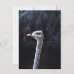 ostrich portrait    einladung
